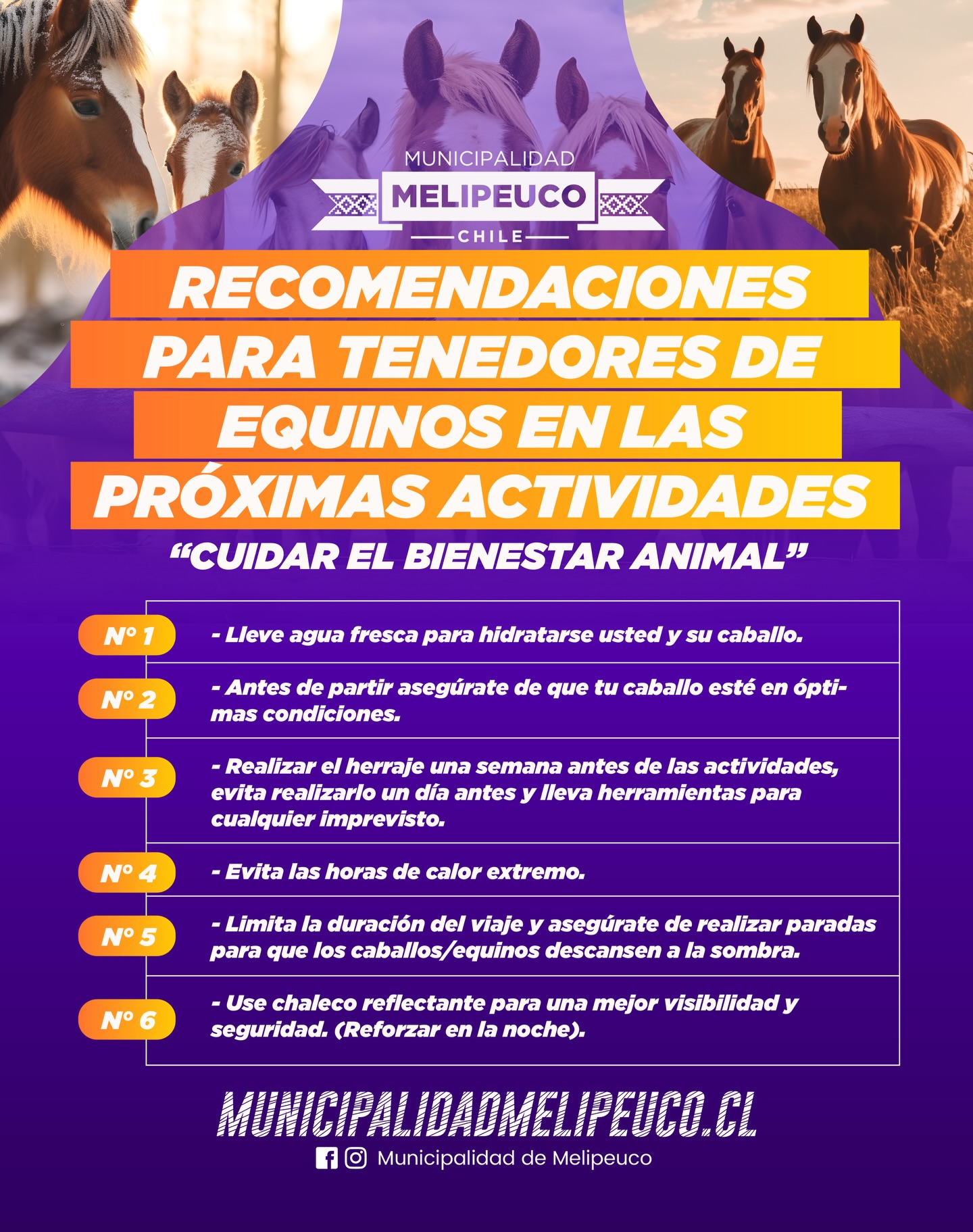 Recomendaciones para el Bienestar de Equinos en Melipeuco