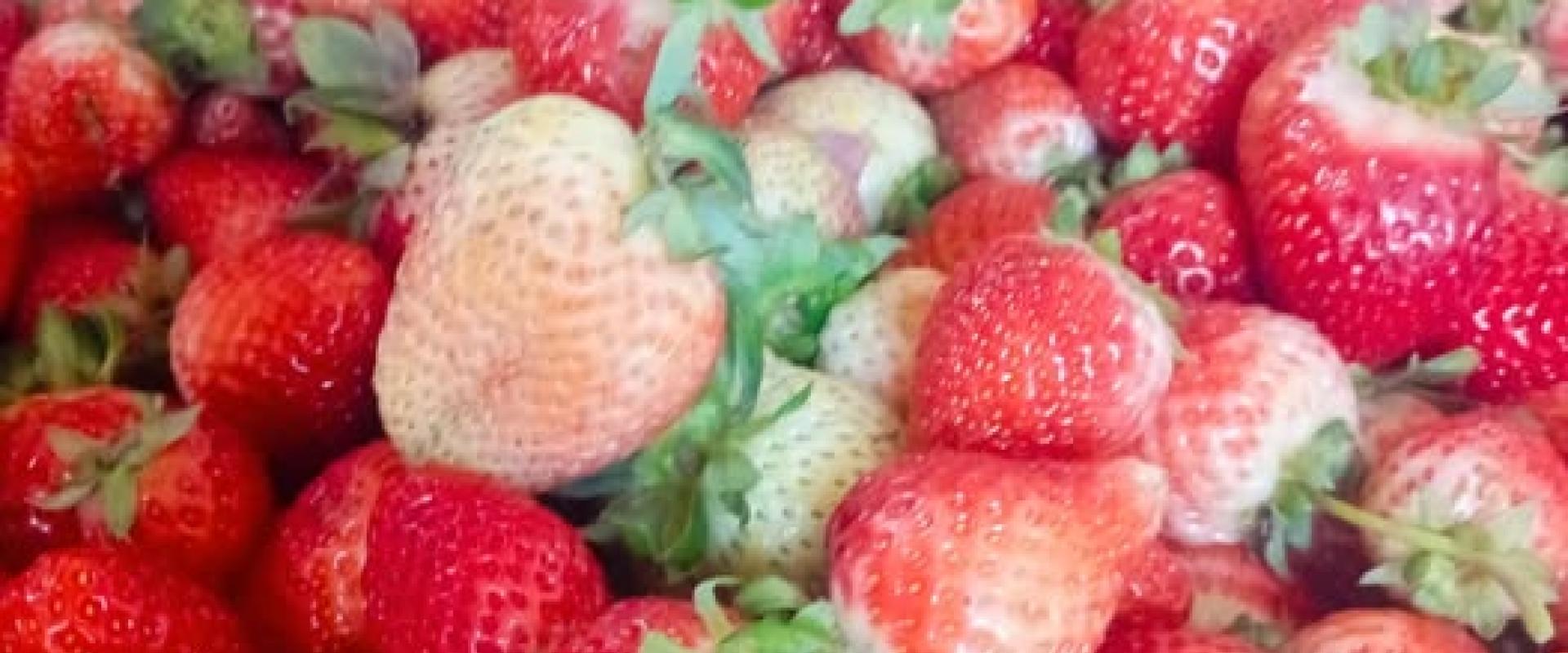 Frutillas frescas por kilo