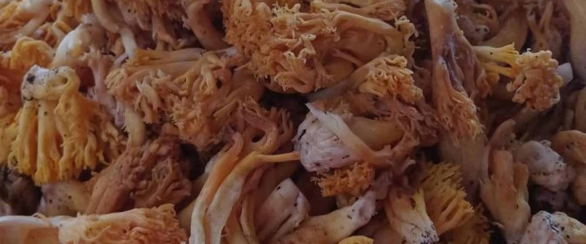 Frescos Changles Recolectados Hoy