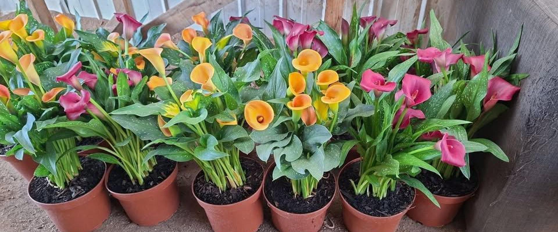 Hermosas Calas para el Día de la Madre