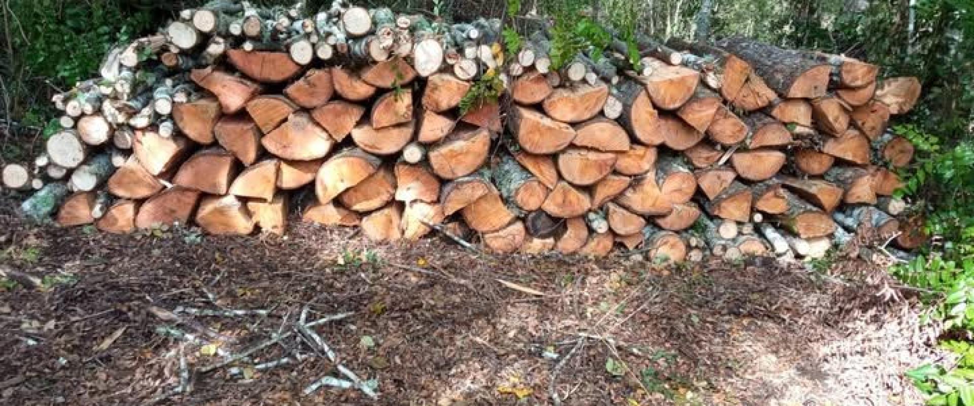 Leña de Hualle Huelán de Primera Calidad