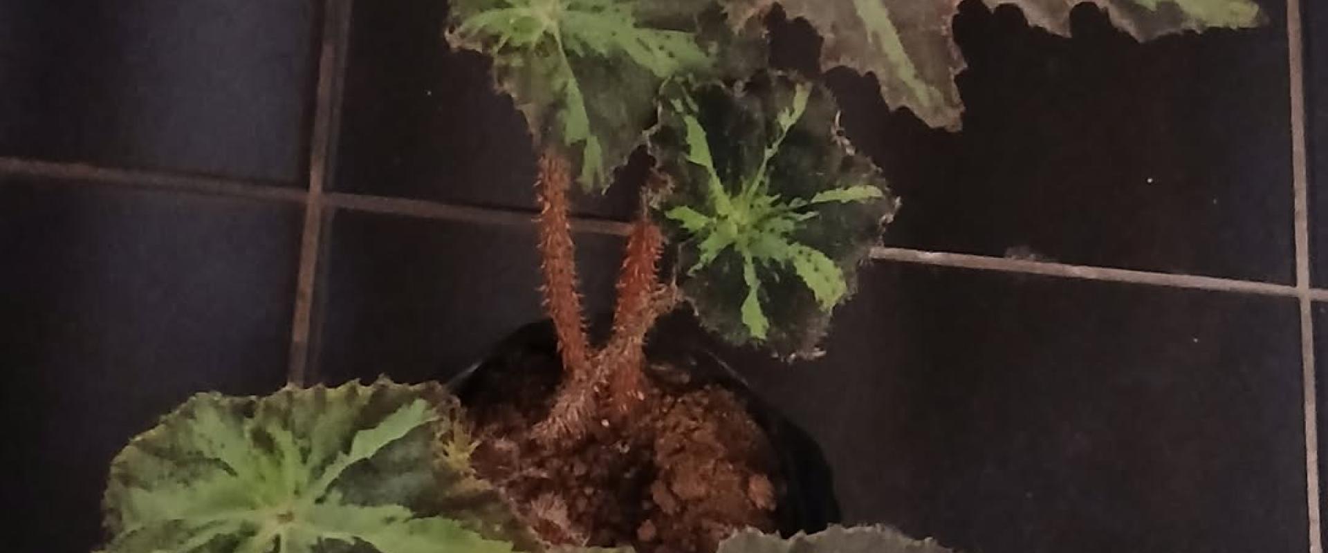 Begonia sandia
