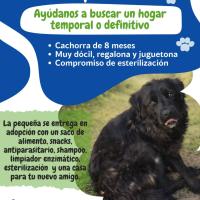 Adopción cachorra 8 meses Lautaro - Dócil y cariñosa con traslado incluido