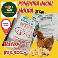 Alimento Pollita Crianza Molida 25 Kgs