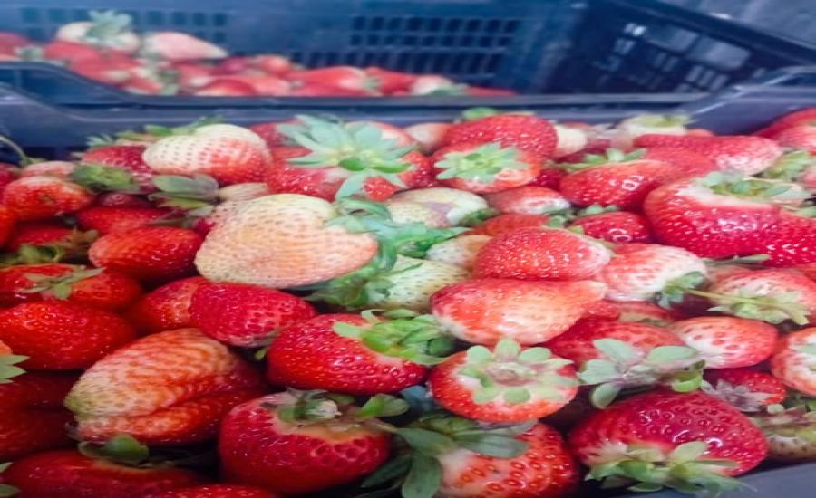 Frutillas frescas por kilo