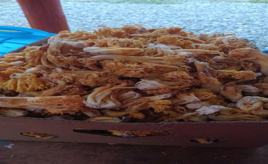 Frescos Changles Recolectados Hoy