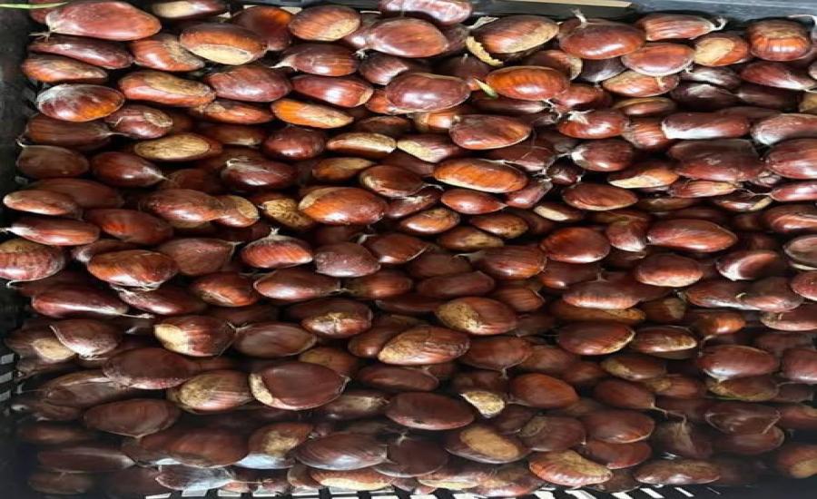 Ricas Castañas Frescas para el Invierno
