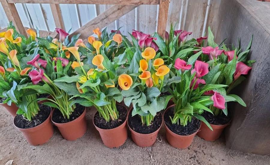 Hermosas Calas para el Día de la Madre