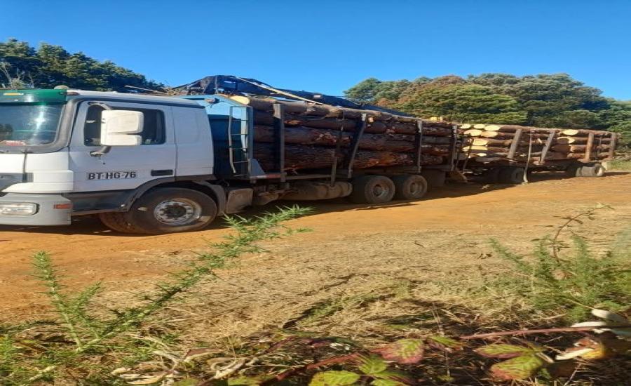 Compra de Trozos de Pino y Oregón