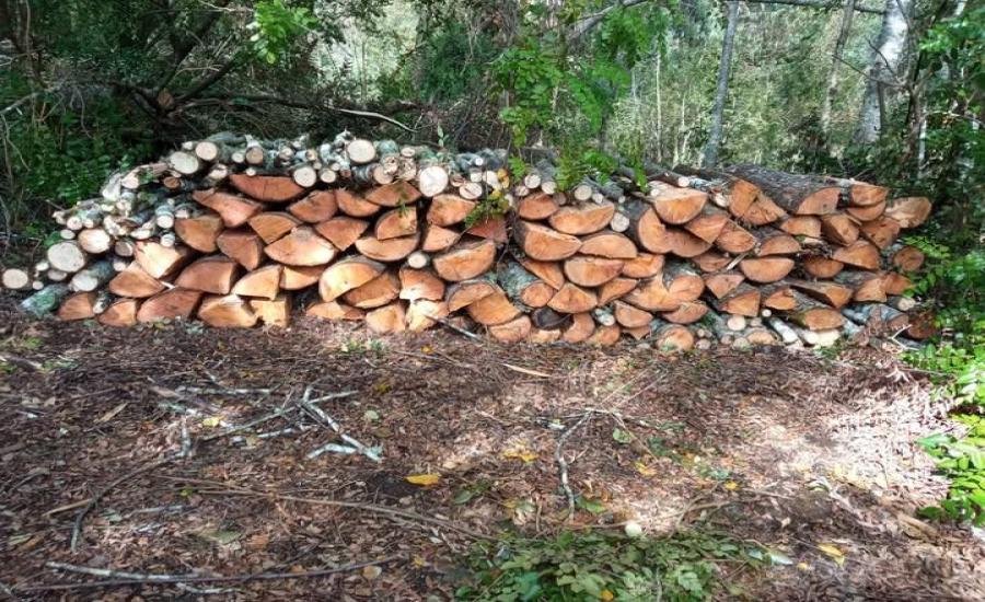 Leña de Hualle Huelán de Primera Calidad
