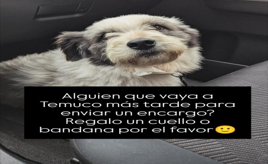 Servicio de envío de encargo a Temuco