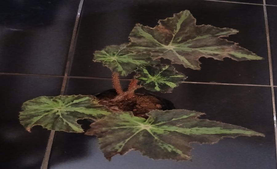 Begonia sandia
