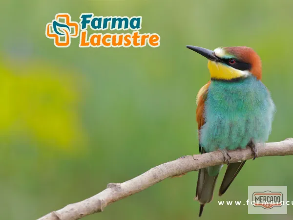 Farmacia Lacustre